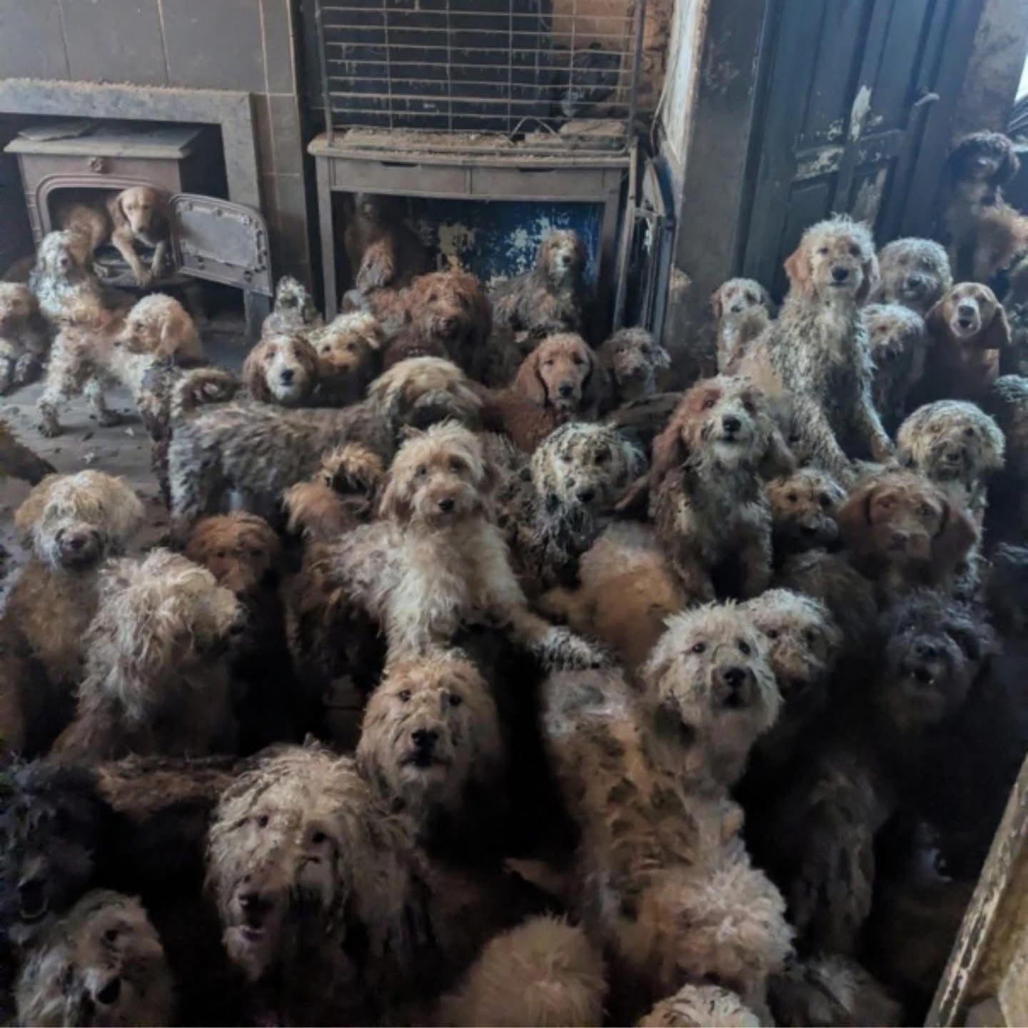 Σκυλιά, βρετανία