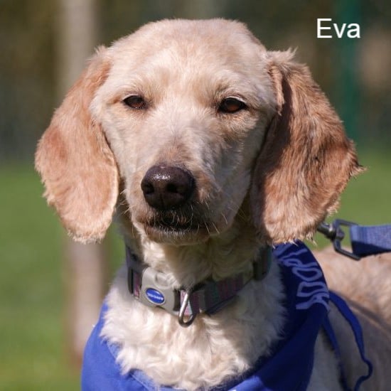 Σκυλιά, βρετανία