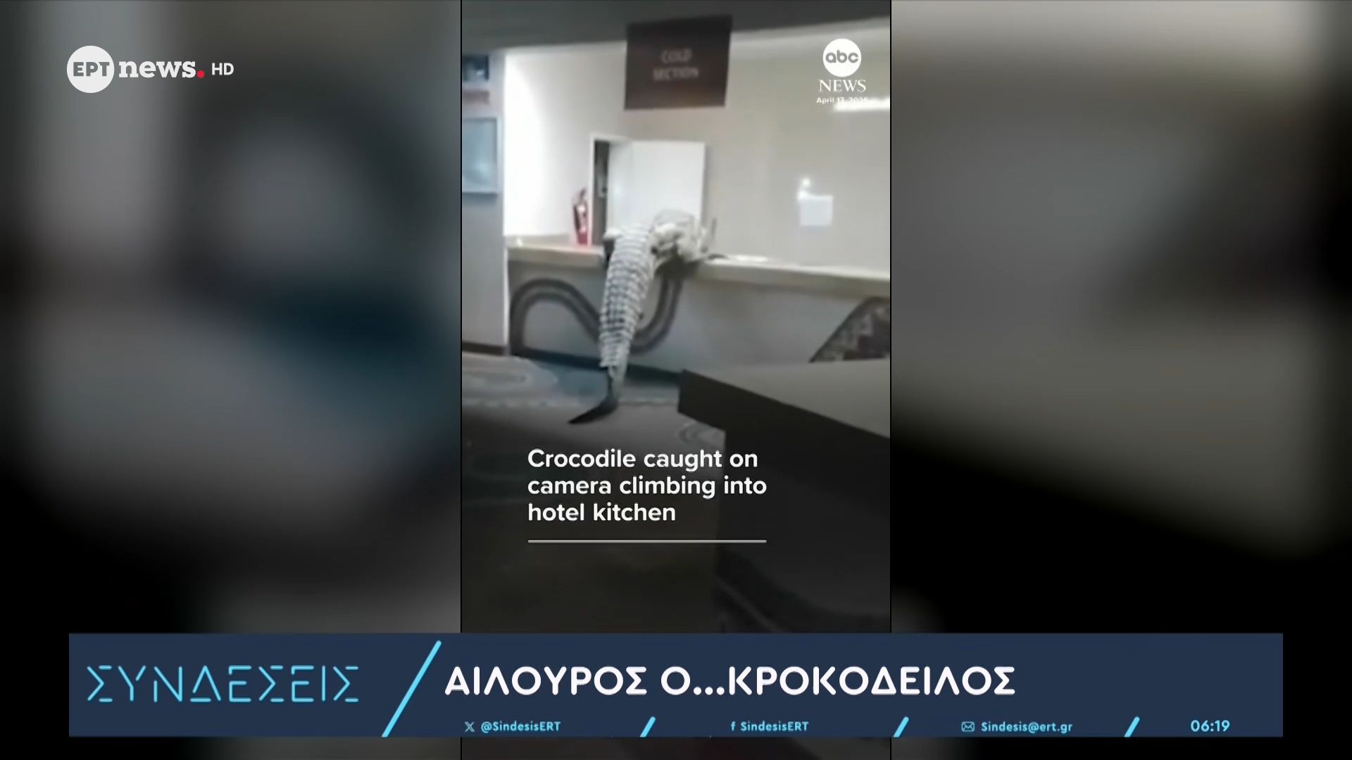 Αίλουρος… ο κροκόδειλος!