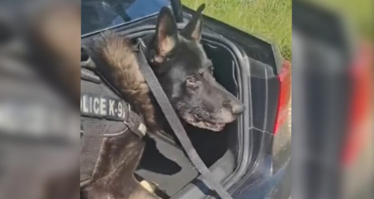 Θεσσαλονίκη: Αστυνομικός σκύλος εντόπισε πάνω από ένα κιλό κοκαΐνης σε πορτ μπαγκάζ οχήματος