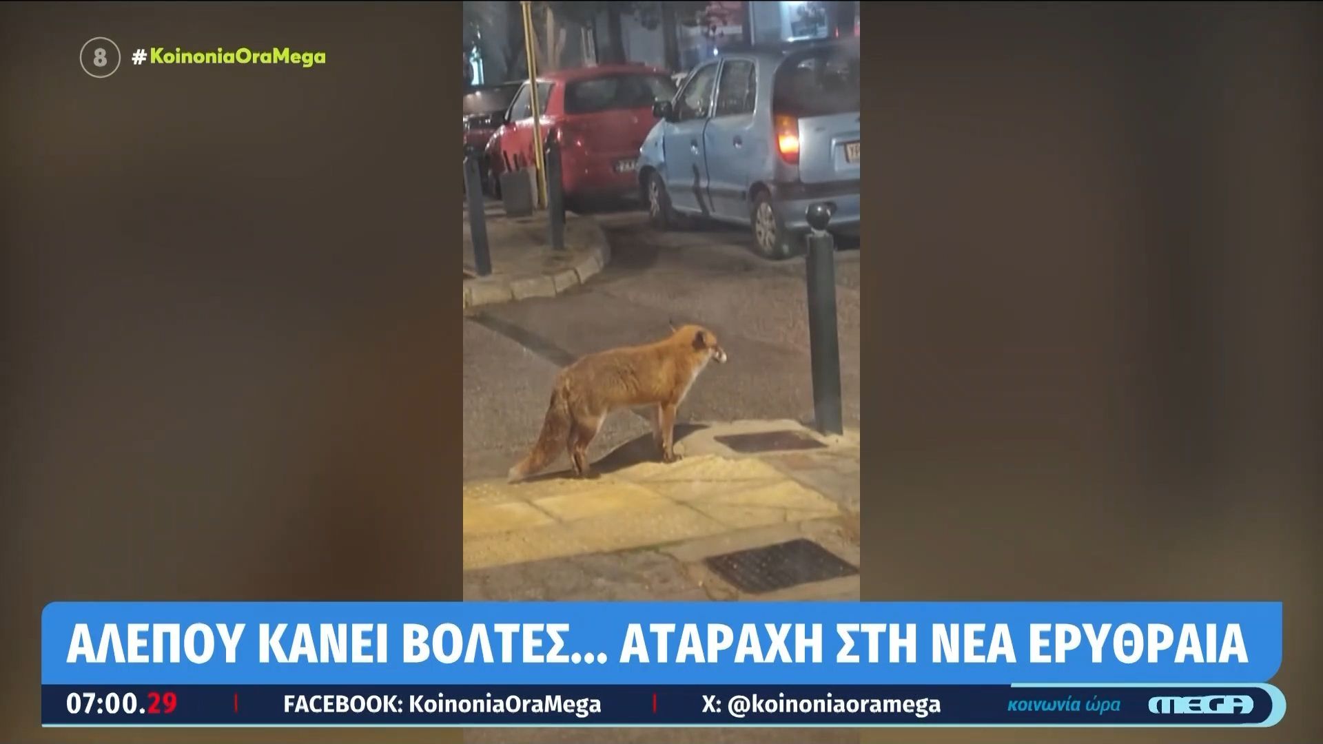 Αλεπού κάνει βόλτες στη Νέα Ερυθραία