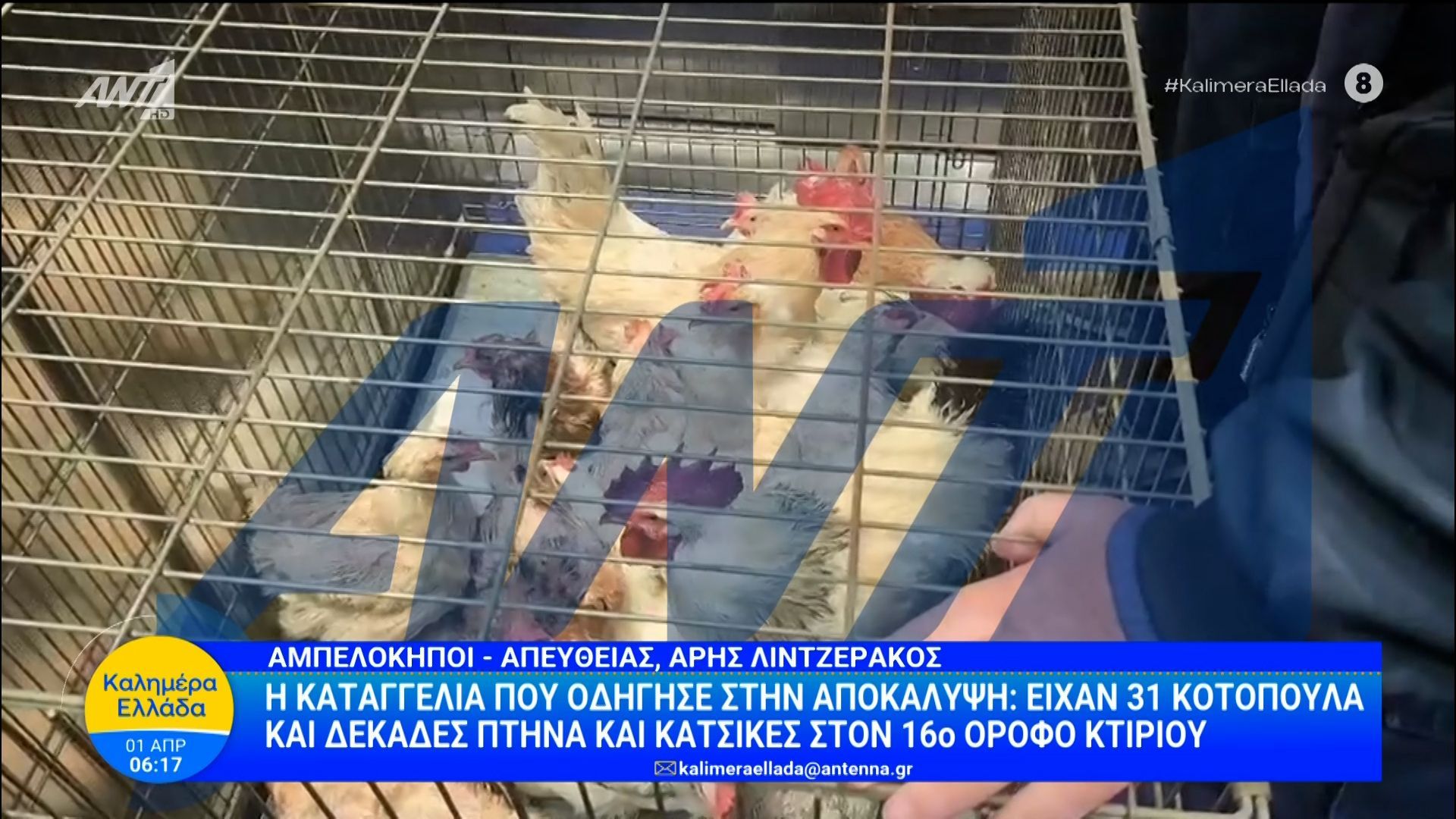 Αμπελόκηποι: Είχαν 31 κοτόπουλα και δεκάδες πτηνά και κατσίκες στον 16ο όροφο κτιρίου – Καλημέρα Ελλάδα – 01/04/2026
