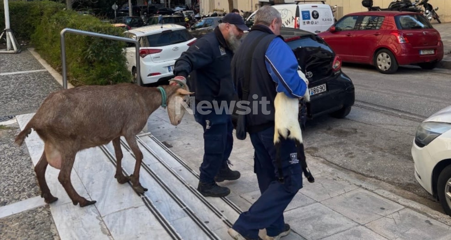 ΕΦΕΤ: «Καμία εμπλοκή στο περιστατικό παράνομης εκτροφής ζώων σε ταράτσα κτιρίου στους Αμπελόκηπους»