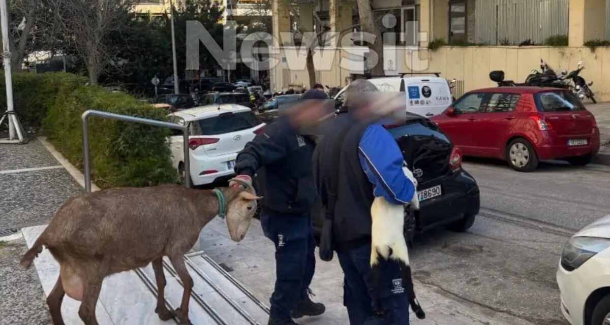 Αμπελόκηποι: Διευθύνων Σύμβουλος διάσημης εταιρείας διατηρούσε παράνομο μαντρί ζώων σε ταράτσα 16ου ορόφου