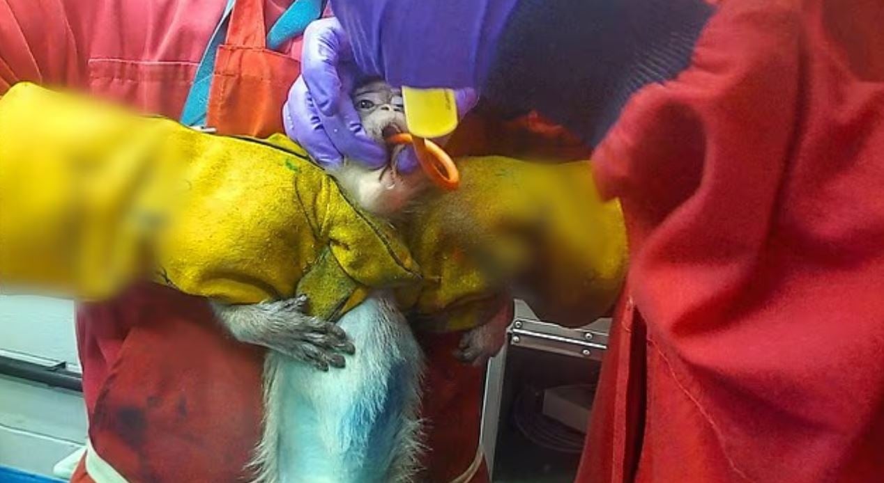 Σοκαριστικό βίντεο: Πίθηκοι, σκύλοι και άλλα ζώα υφίστανται βάναυσα πειράματα για νέα φάρμακα – «Με στοιχειώνουν οι κραυγές τους»