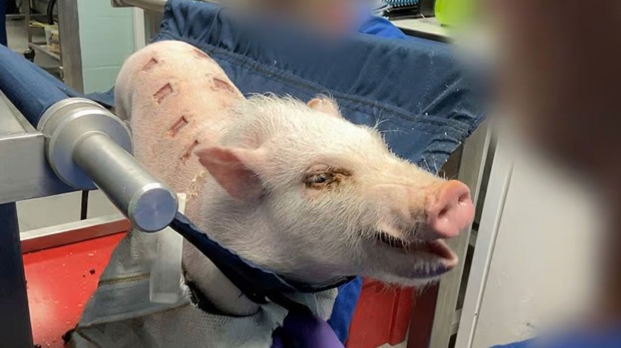 Σοκαριστικό βίντεο: Πίθηκοι, σκύλοι και άλλα ζώα υφίστανται βάναυσα πειράματα για νέα φάρμακα – «Με στοιχειώνουν οι κραυγές τους»