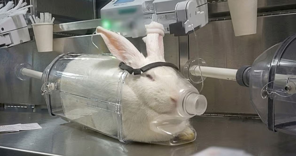 Σοκαριστικό βίντεο: Πίθηκοι, σκύλοι και άλλα ζώα υφίστανται βάναυσα πειράματα για νέα φάρμακα – «Με στοιχειώνουν οι κραυγές τους»