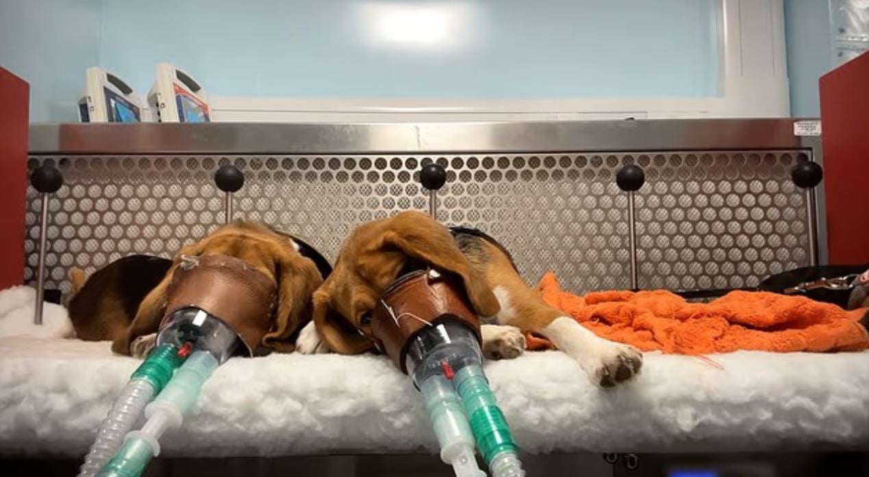 Σοκαριστικό βίντεο: Πίθηκοι, σκύλοι και άλλα ζώα υφίστανται βάναυσα πειράματα για νέα φάρμακα – «Με στοιχειώνουν οι κραυγές τους»