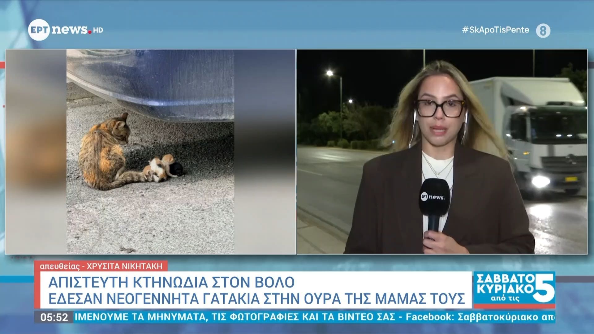 Απίστευτη κτηνωδία στον Βόλο: Έδεσαν νεογέννητα γατάκια στην ουρά της μαμάς τους