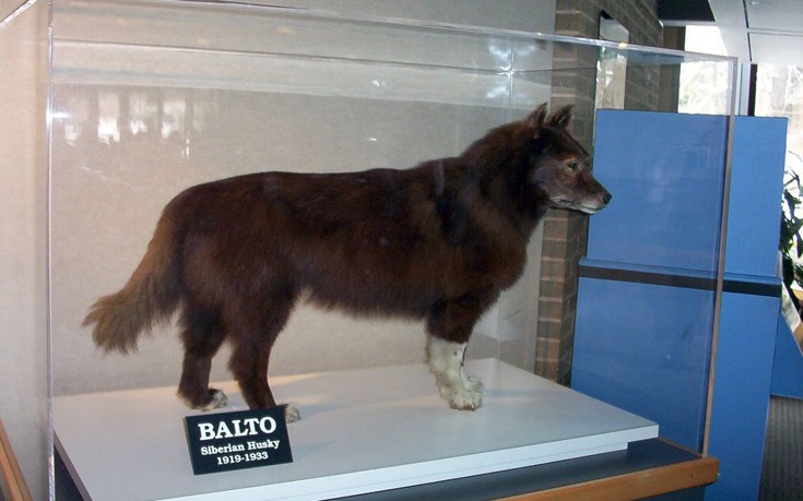 Μπάλτο: Ο σκύλος που αψήφησε τα πάντα και έσωσε μια ολόκληρη κοινότητα στην Αλάσκα το 1925 (φωτογραφίες) 24 baaltoodfooggerefd13