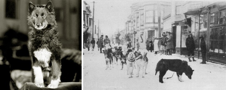 Μπάλτο: Ο σκύλος που αψήφησε τα πάντα και έσωσε μια ολόκληρη κοινότητα στην Αλάσκα το 1925 (φωτογραφίες) 15 baaltoodfooggerefd3
