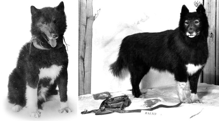Μπάλτο: Ο σκύλος που αψήφησε τα πάντα και έσωσε μια ολόκληρη κοινότητα στην Αλάσκα το 1925 (φωτογραφίες) 16 baaltoodfooggerefd4