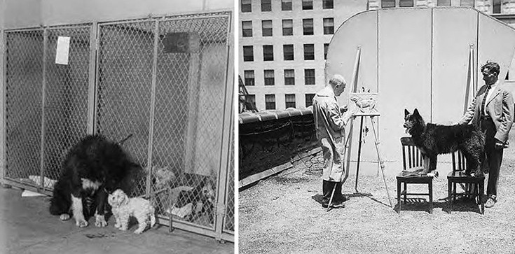 Μπάλτο: Ο σκύλος που αψήφησε τα πάντα και έσωσε μια ολόκληρη κοινότητα στην Αλάσκα το 1925 (φωτογραφίες) 22 baaltoodfooggerefd9