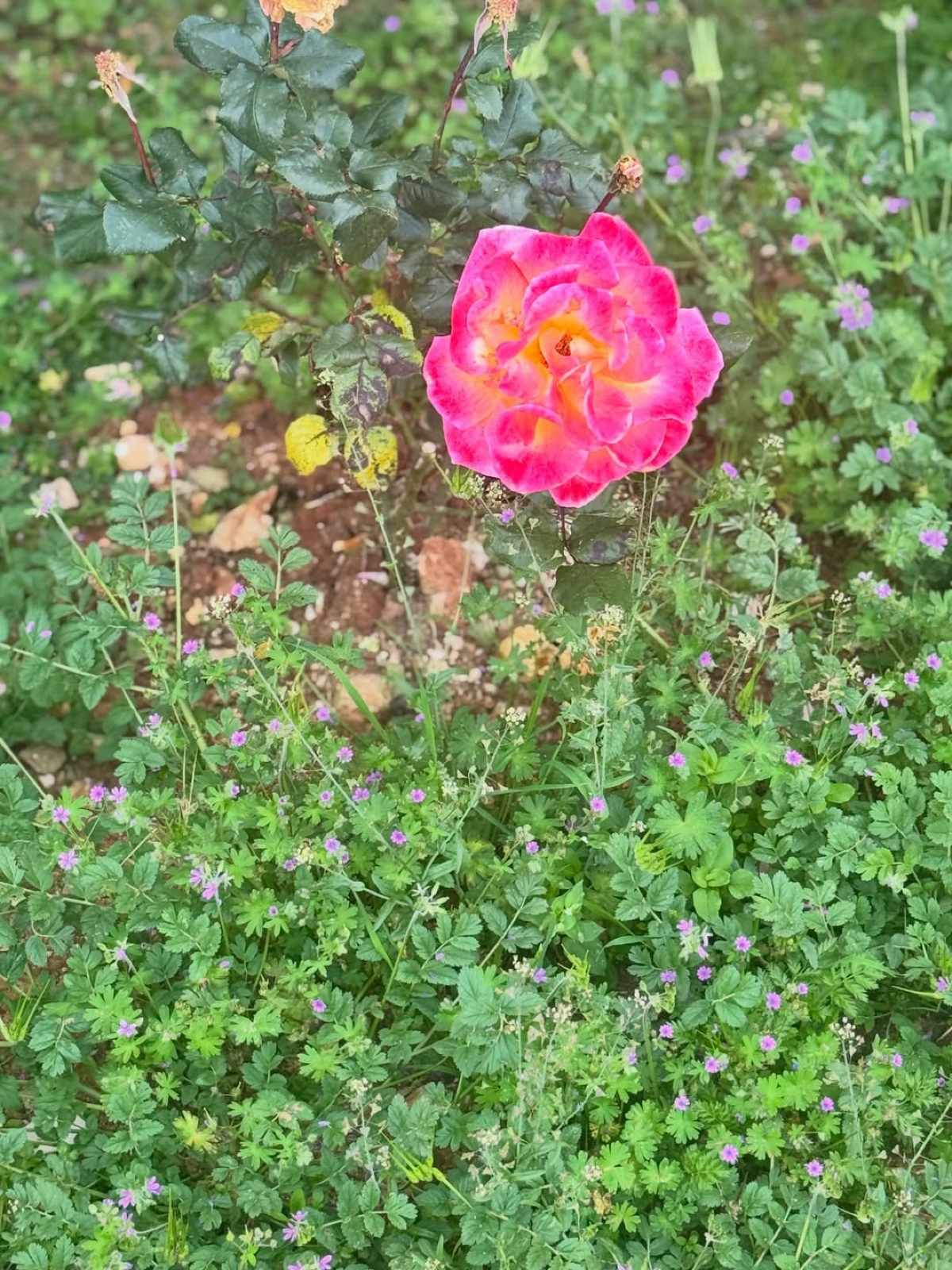 Δανάη Μπάρκα