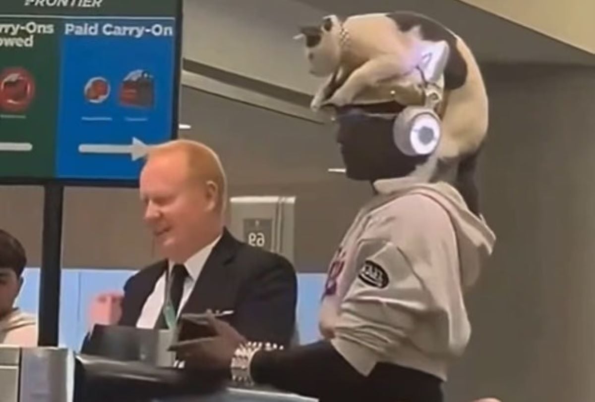 ΗΠΑ: Επιβάτης αεροπλάνου πέταξε με γάτα στο κεφάλι – Δείτε το βίντεο