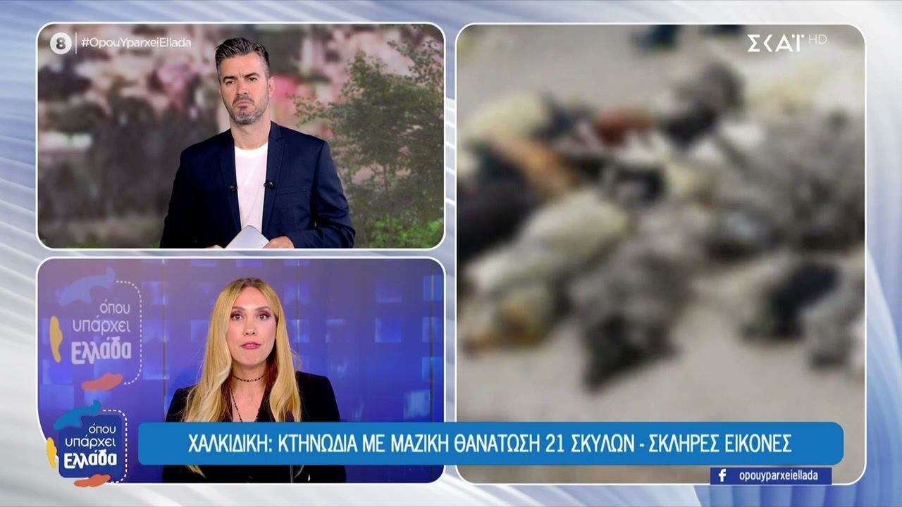 Χαλκιδική: Κτηνωδία με μαζική θανάτωση 21 σκύλων – Σκληρές εικόνες