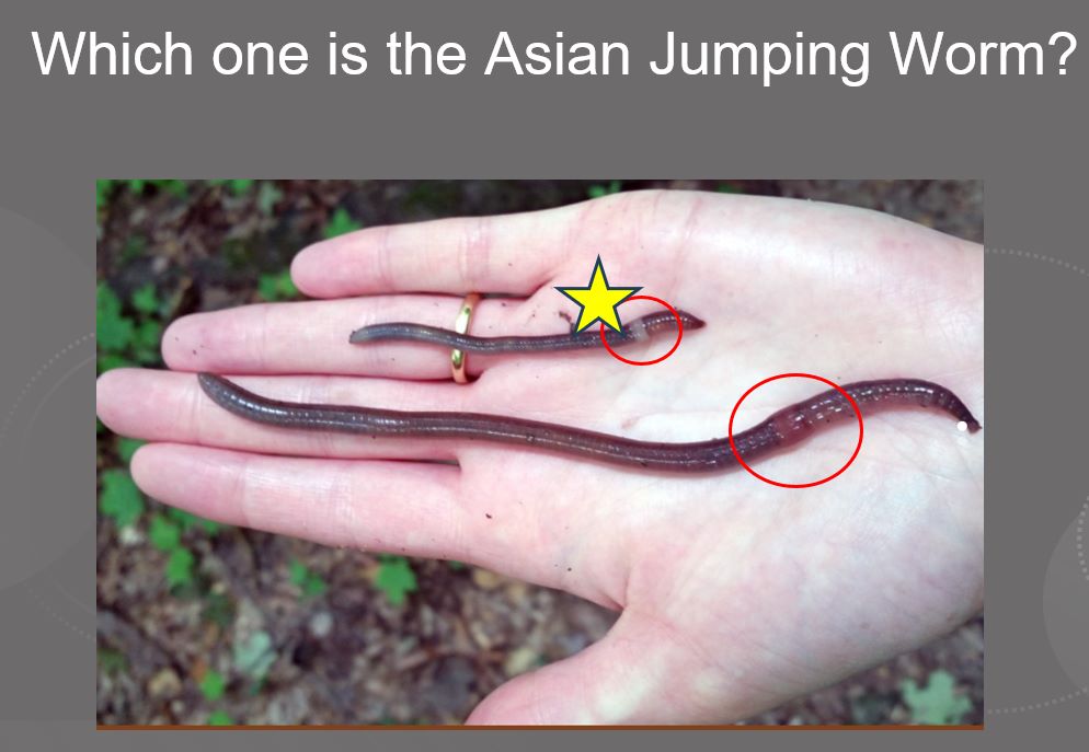 Προειδοποίηση για τα «τρελά σκουλήκια» – Αυτοαναπαράγονται, καταστρέφουν το έδαφος και είναι ανίκητα