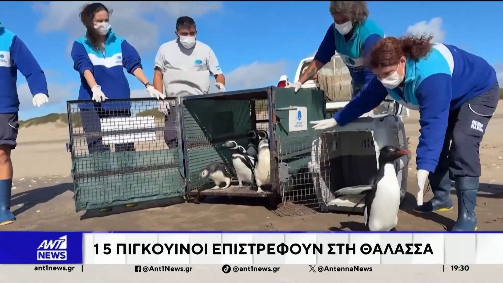 Δεκαπέντε πιγκουίνοι που διασώθηκαν στην Αργεντινή επέστρεψαν στη θάλασσα