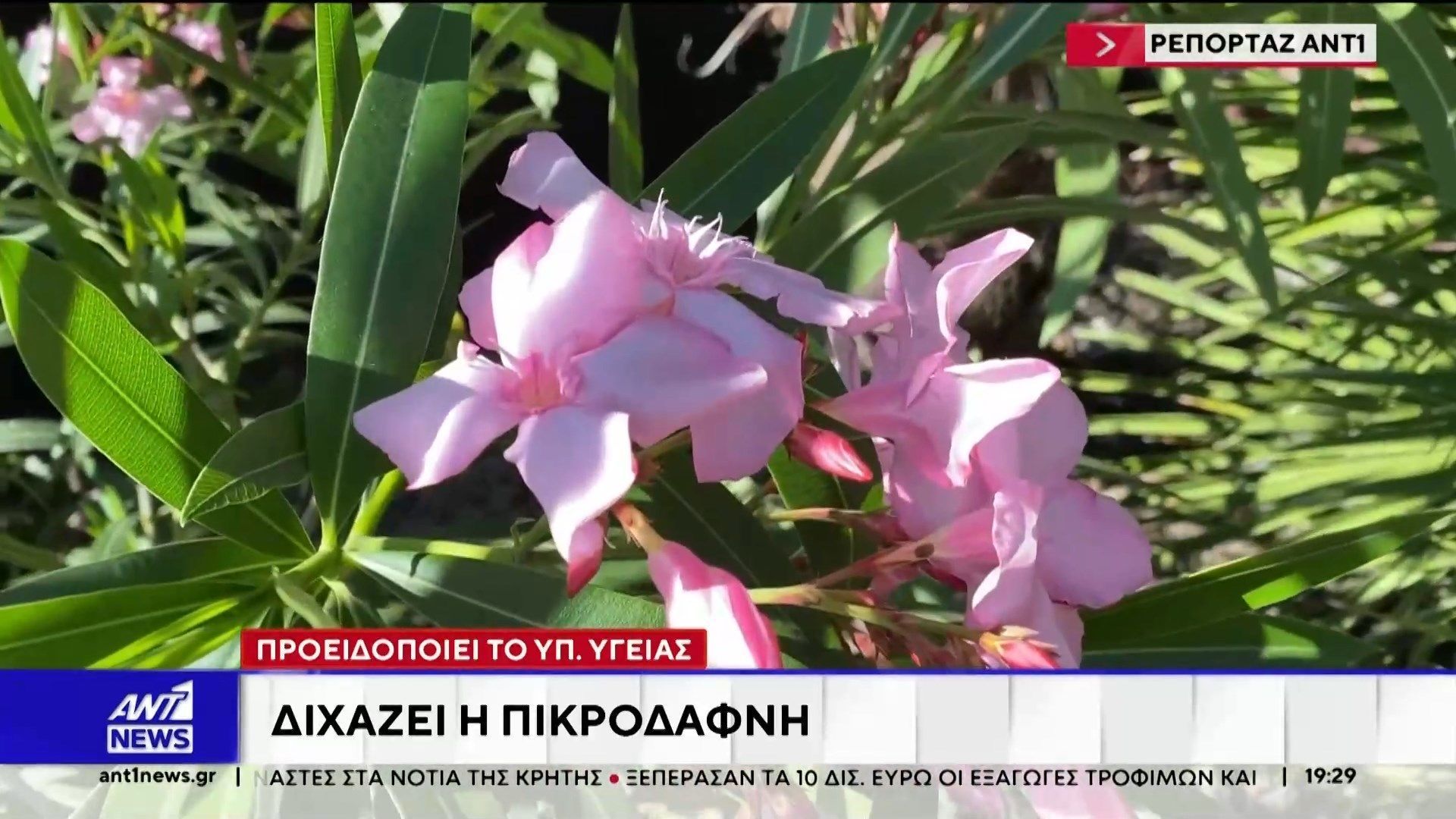Διχάζει η πικροδάφνη – Προειδοποίηση από το Υπουργείο Υγείας