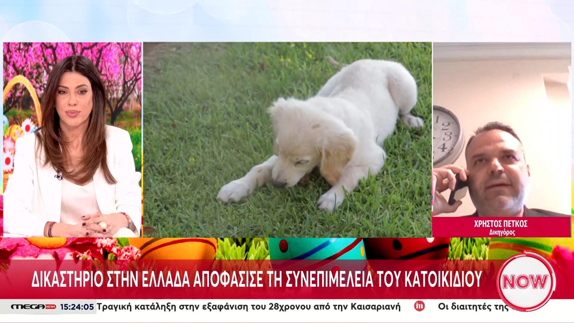 Δικαστήριο στην Ελλάδα αποφάσισε τη συνεπιμέλεια του κατοικιδίου