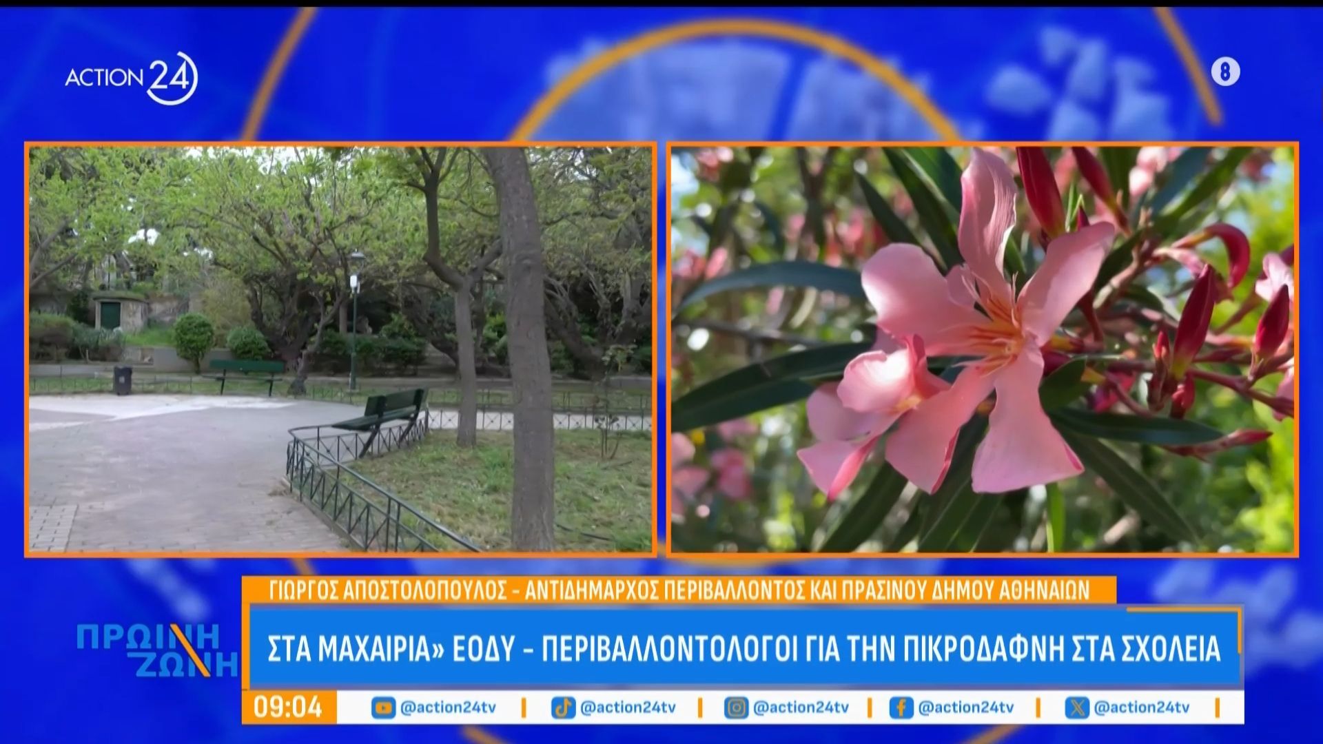 Διαφωνία ΕΟΔΥ & περιβαλλοντολόγων για τις πικροδάφνες: «Δεν θα κάνουμε γενοκτονία δέντρων!»