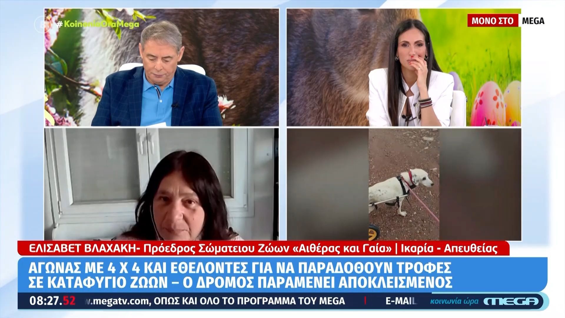 Ικαρία: Αποκλεισμένα σκυλιά σε καταφύγιο – “Έπεσε” ο δρόμος σε πλημμύρα