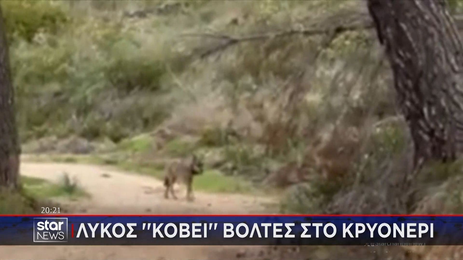 Λύκος ”κόβει” βόλτες στο Κρυονέρι