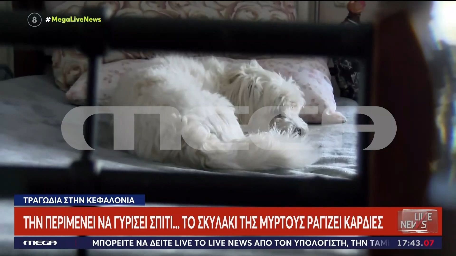 “Ραγίζει” καρδιές το σκυλάκι της Μυρτούς – Την περίμενει να γυρίσει σπίτι