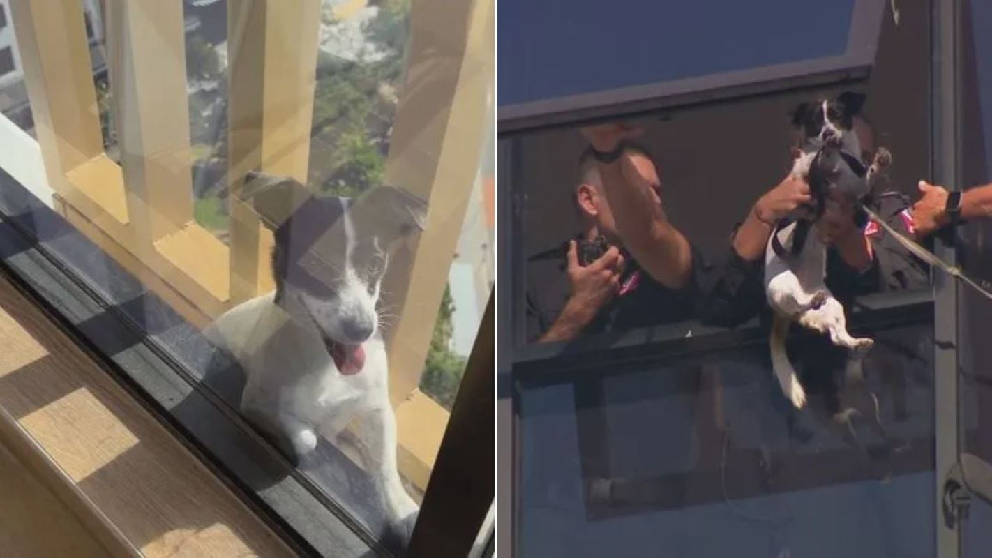 Αυστραλία: Drone ανακάλυψε χαμένο σκύλο παγιδευμένο σε περβάζι μπαλκονιού στον 13ο όροφο – Δείτε το βίντεο της διάσωσης