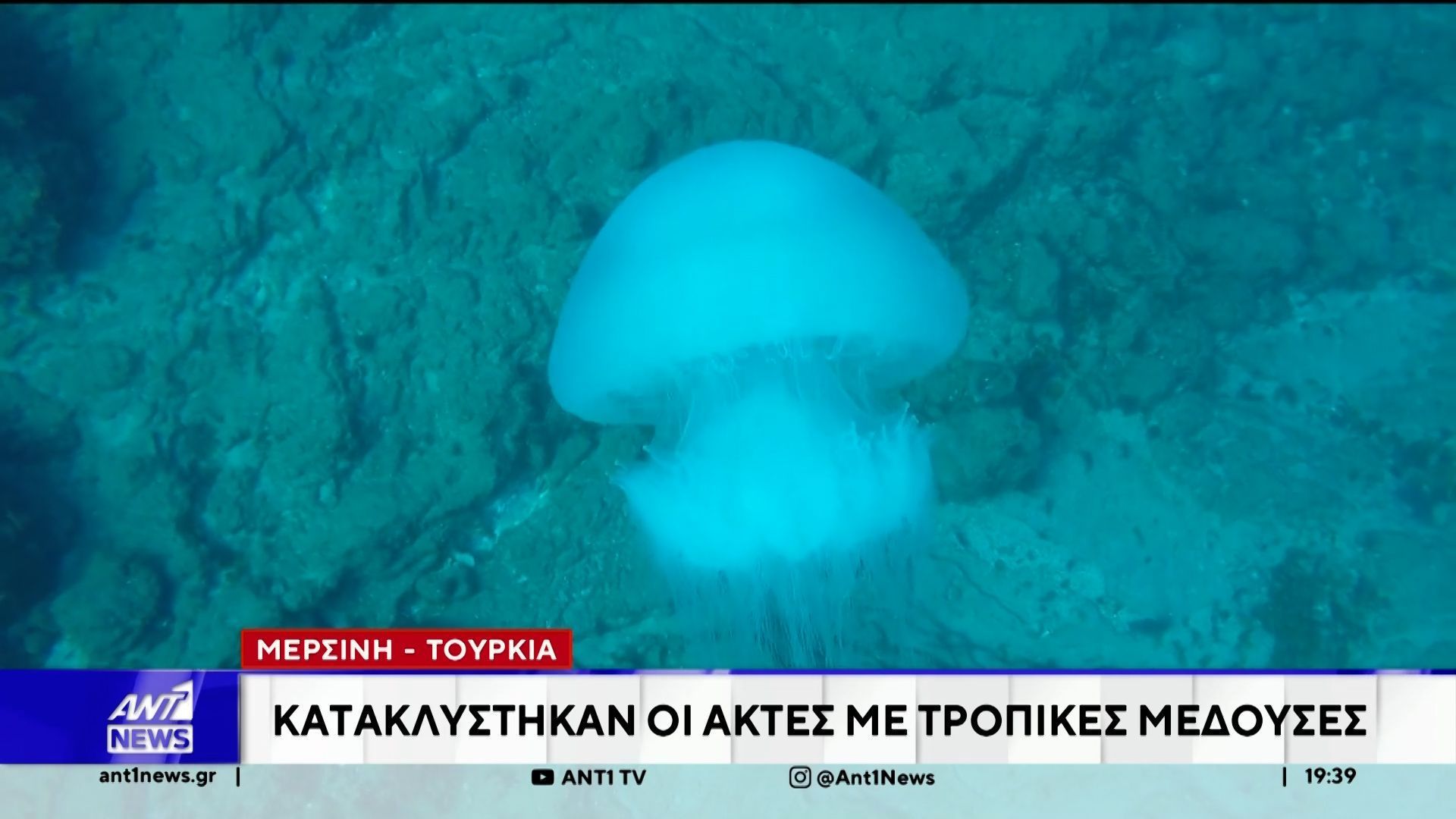 Εκατοντάδες νεκρές τροπικές μέδουσες ξεβράστηκαν σε παράλια της Τουρκίας