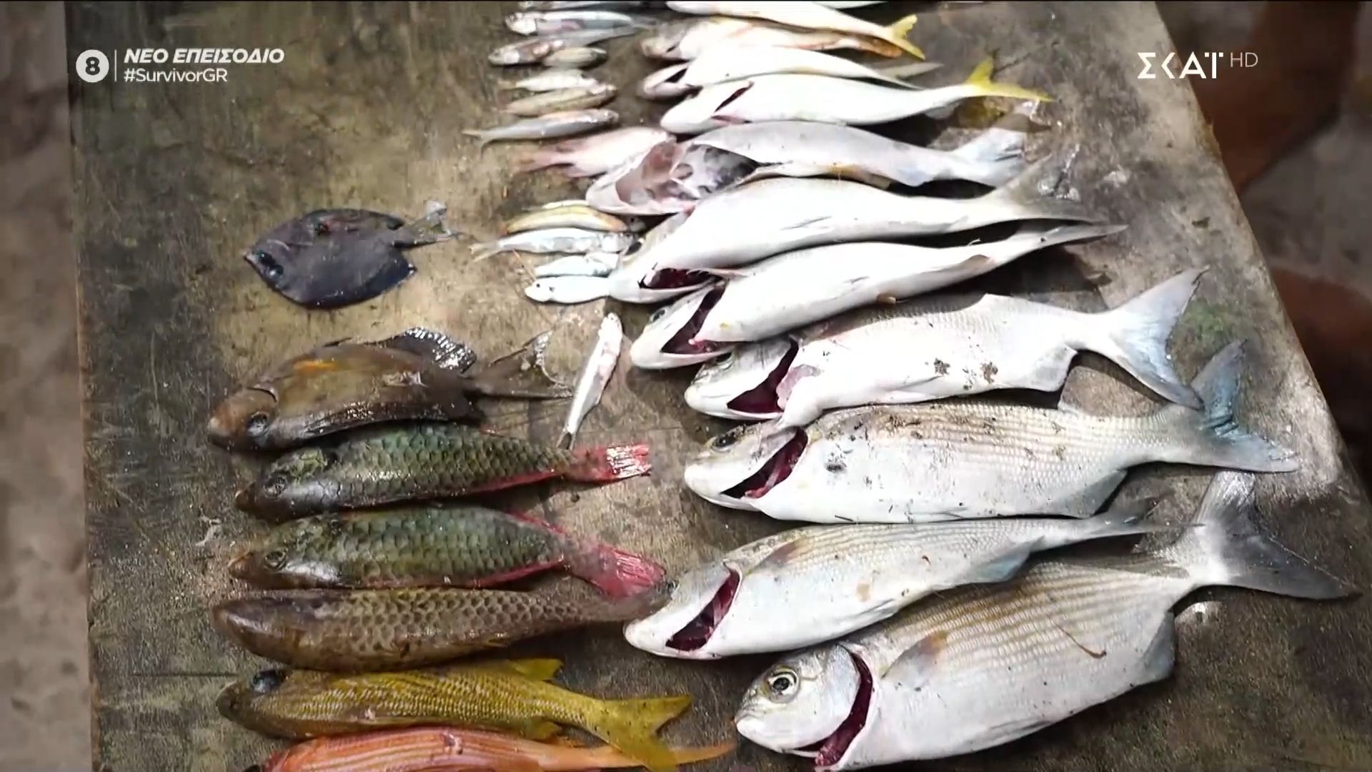 Ευτυχισμένη μέρα στους μπλε – Γέμισαν ψάρια τα δίχτυα των αγοριών