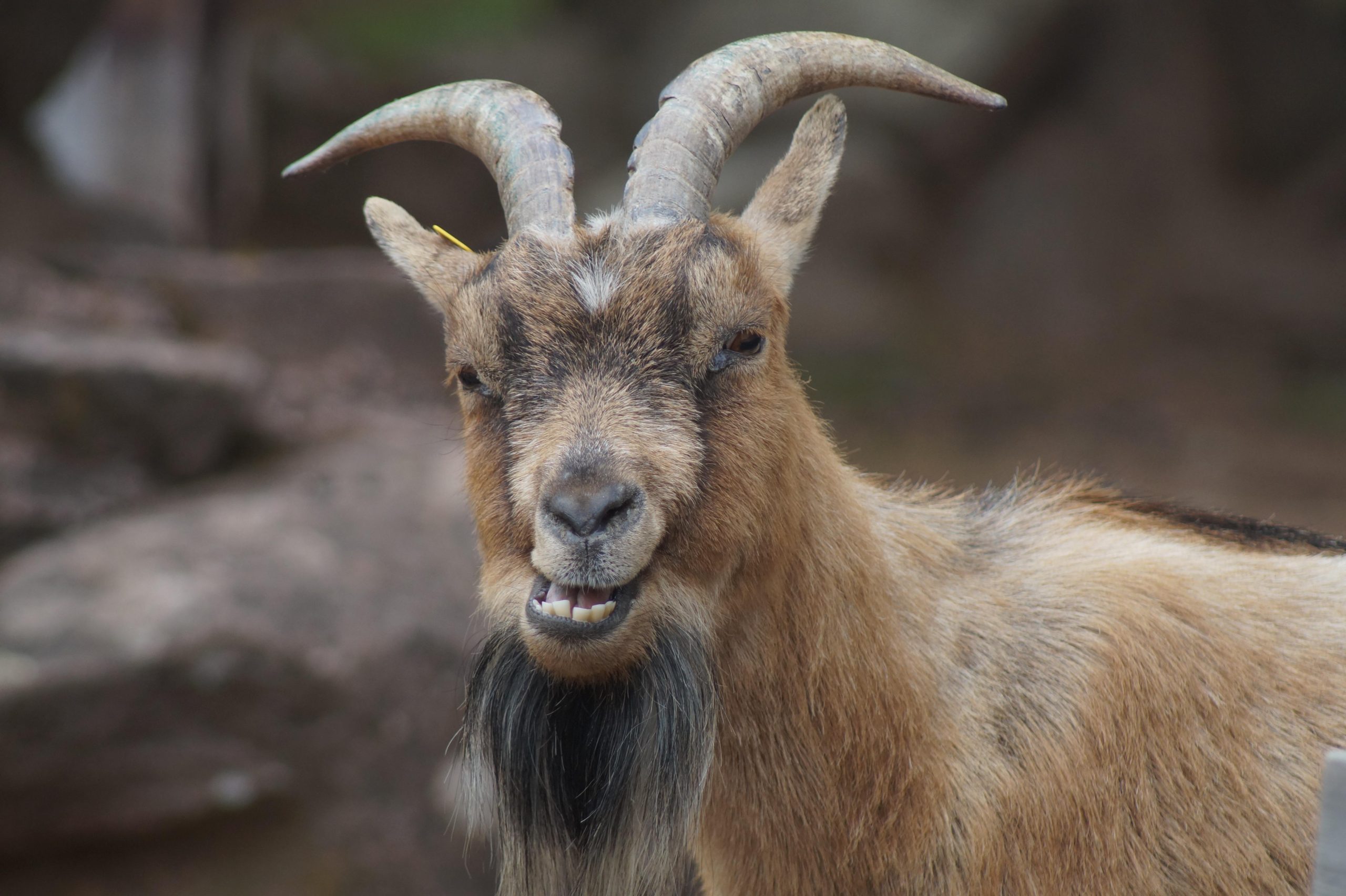 Η ευρηματική μέθοδος ενός σερίφη στις ΗΠΑ για να συλλάβει κατσίκες – δραπέτες (Vid)