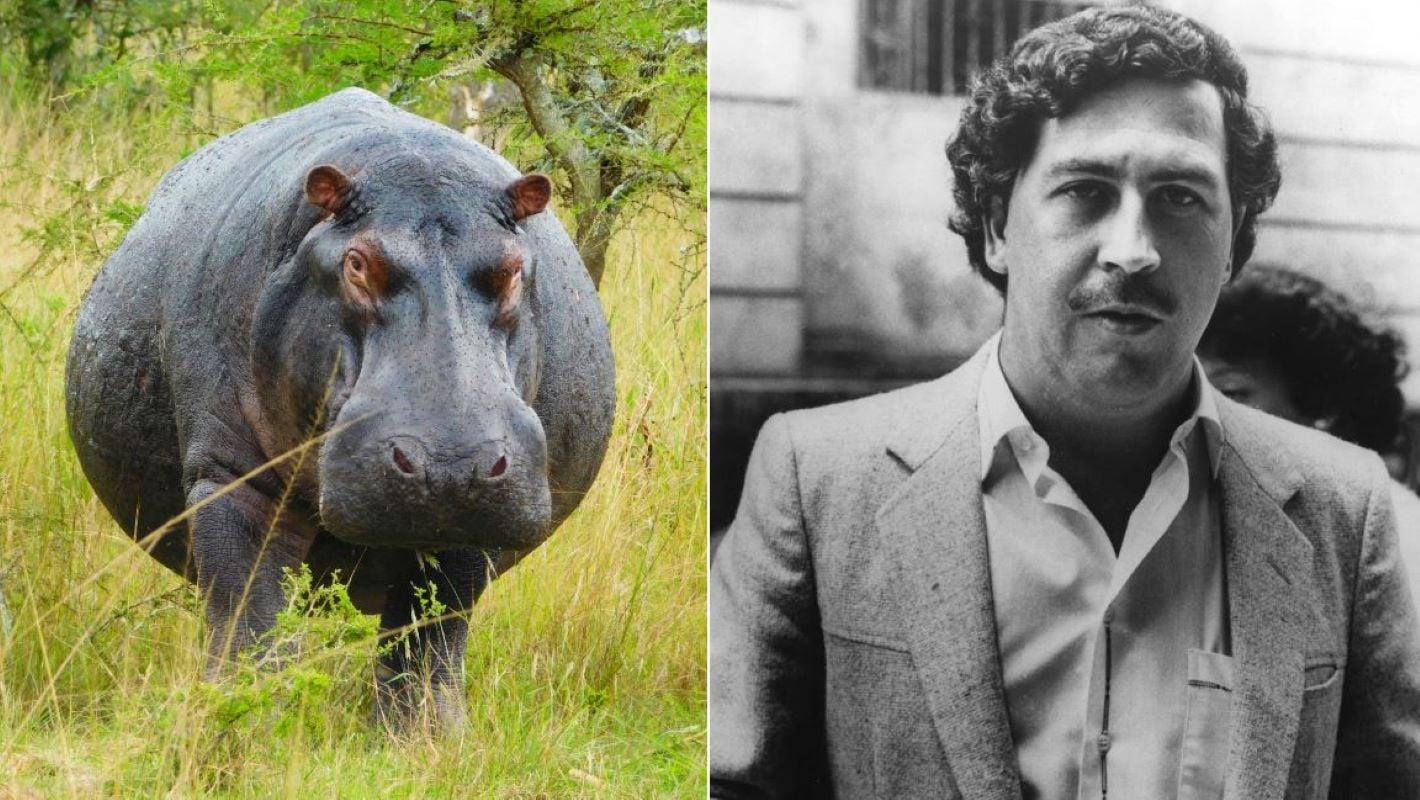 Κολομβία: Εξοντώνει 80 «ιπποπόταμους της κοκαΐνης» του Πάμπλο Εσκομπάρ – Η αναπάντεχη «κληρονομιά» του ναρκοβαρόνου