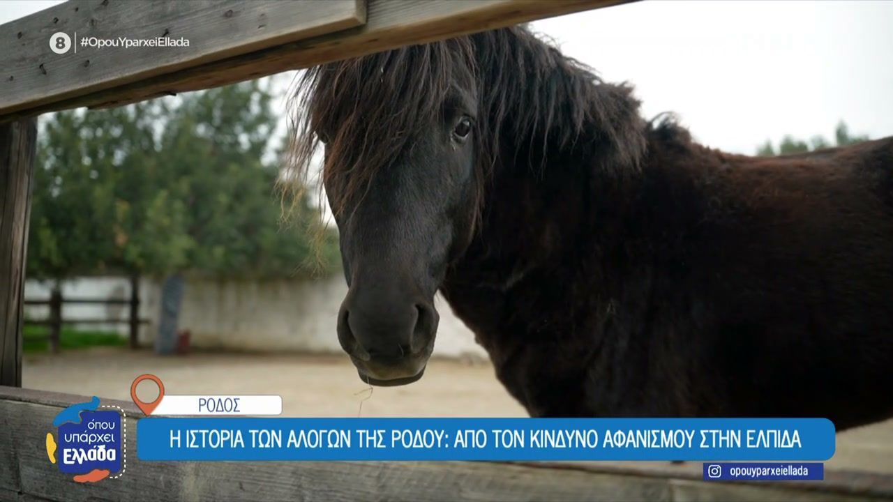 Η ιστορία των αλόγων της Ρόδου: Από τον κίνδυνο αφανισμού στην ελπίδα