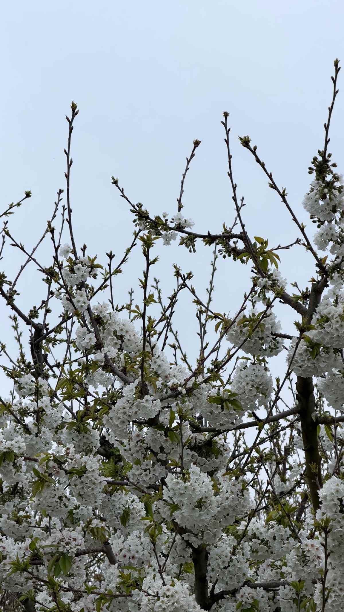 Ιωάννα Τούνη