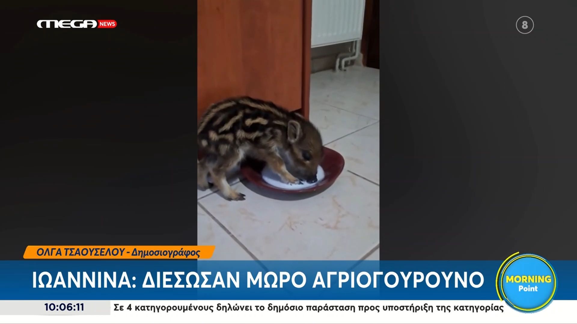 Ιωάννινα: Διέσωσαν μωρό αγριογούρουνο