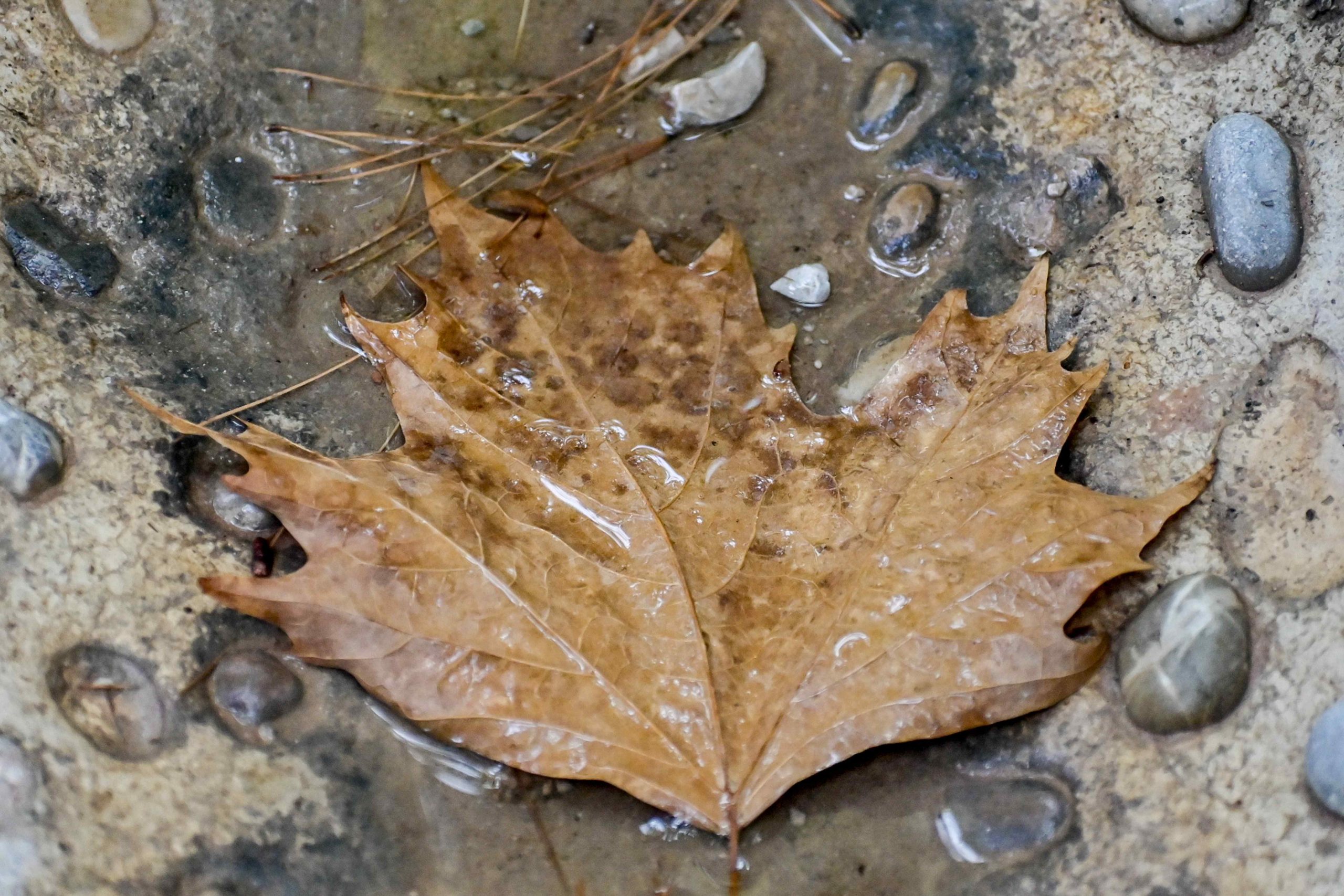 Πιστεύετε ότι είναι απλώς ένα ξερό φύλλο στο έδαφος; Παρακολουθήστε το βίντεο μέχρι το τέλος