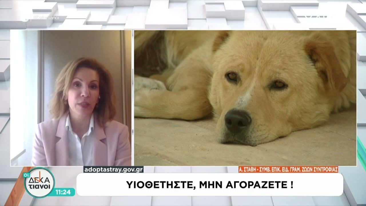 Καμπάνια για τη μεγάλη σημασία της υπεύθυνης υιοθεσίας αδέσποτων ζώων