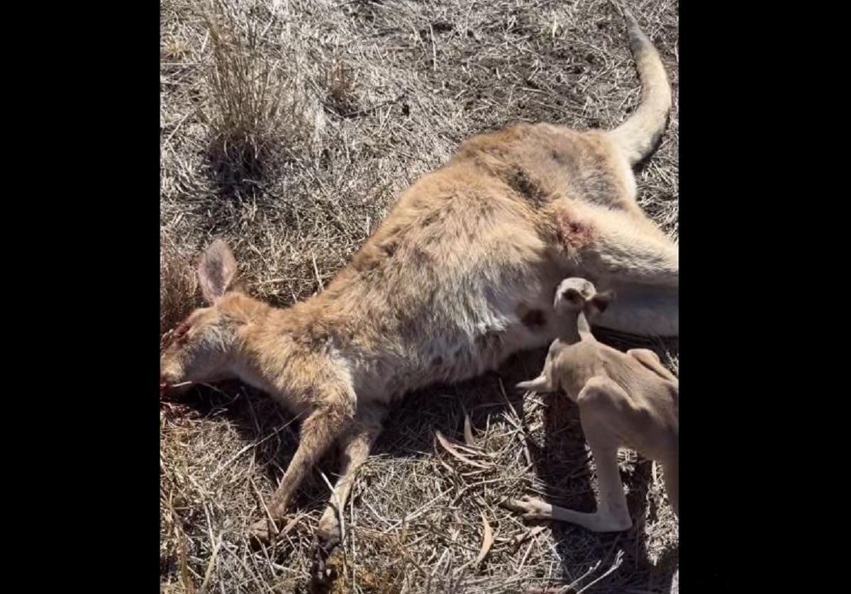 Αυστραλία: Viral δημοσίευση από καταφύγιο άγριας φύσης – Συγκινητική φωτογραφία με μητέρα και μικρό καγκουρό