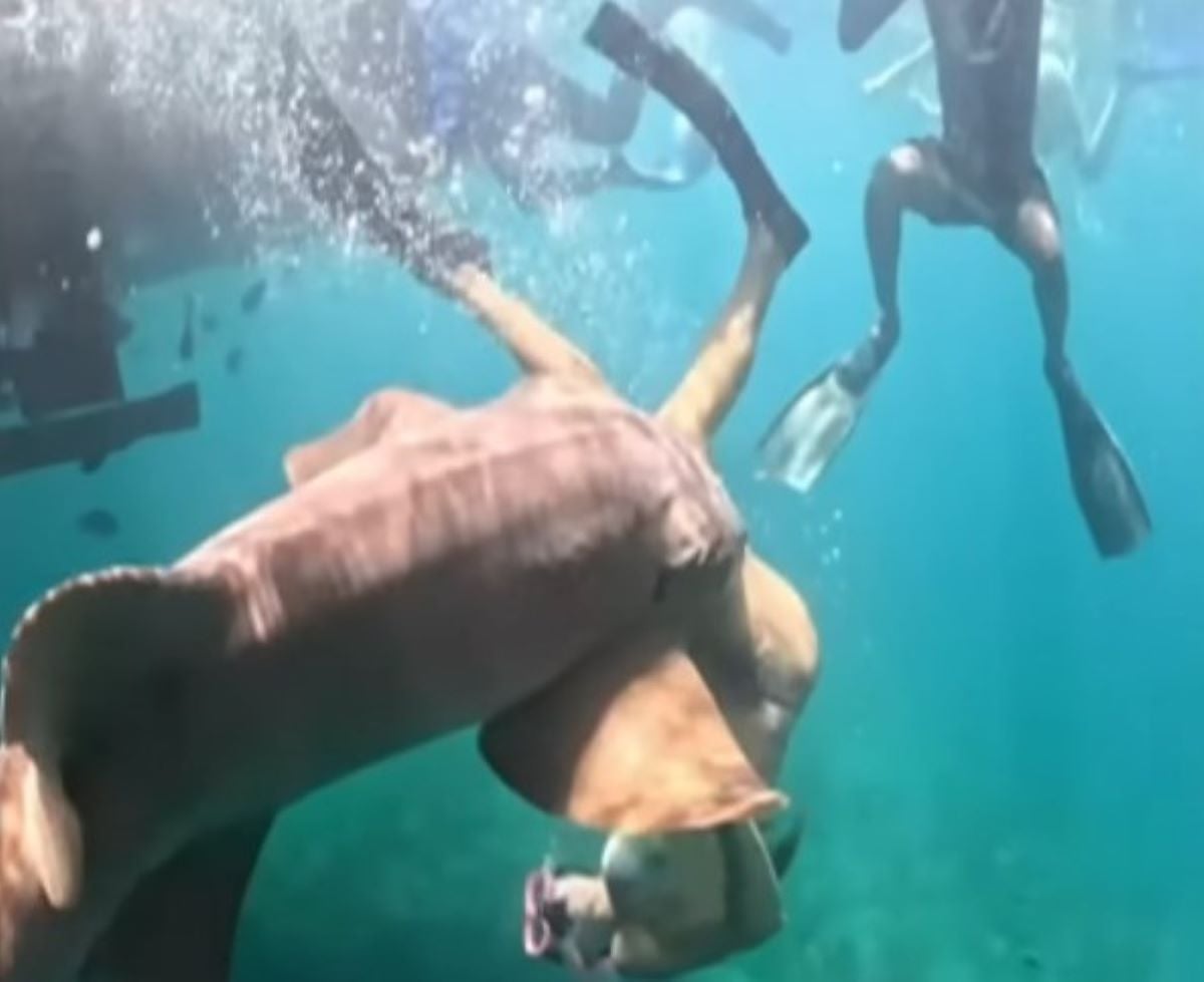 Βραζιλία: Η στιγμή που καρχαρίας δαγκώνει το πόδι τουρίστριας μόλις βουτάει στο νερό – Καρέ – καρέ η επίθεση