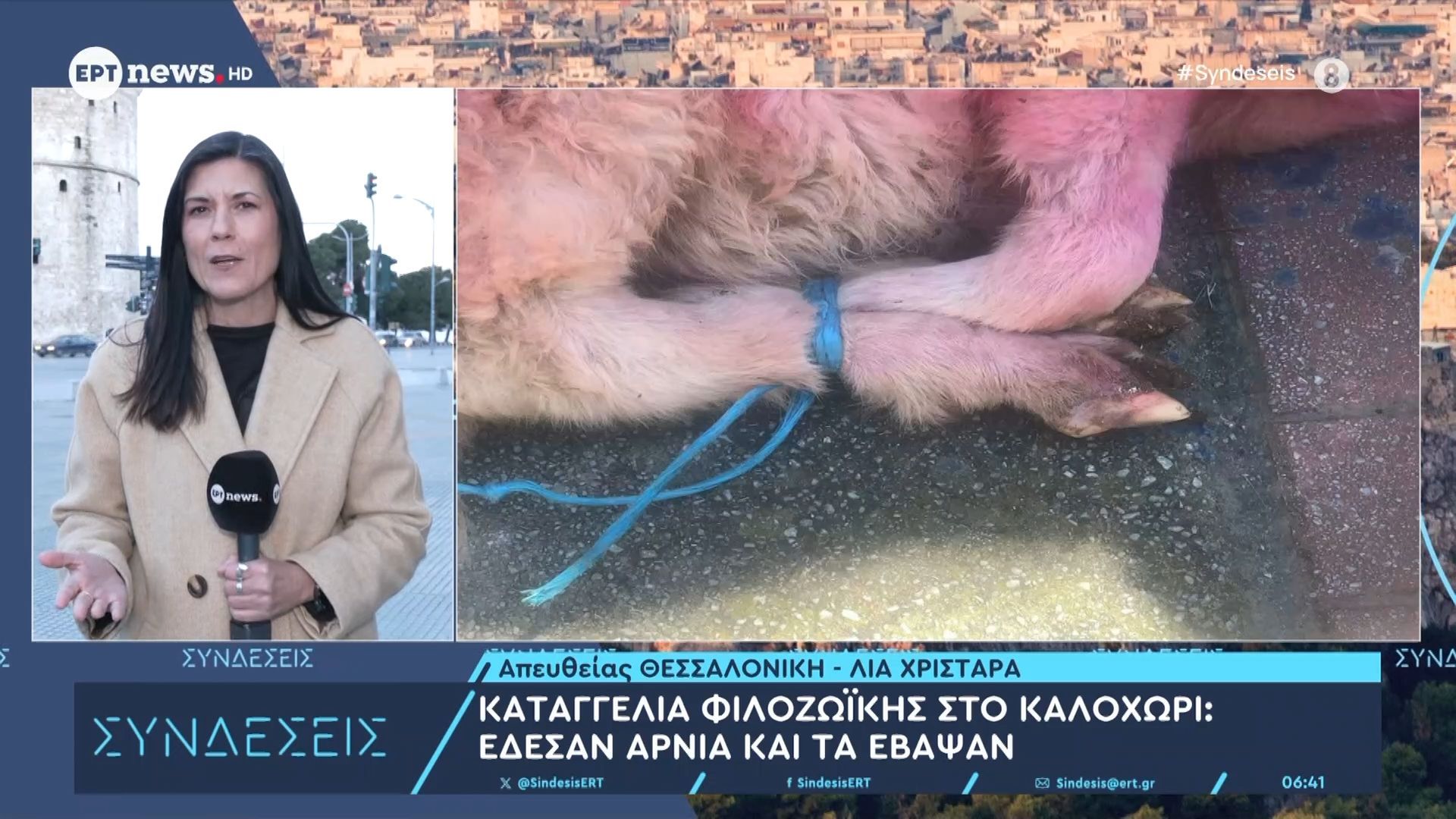 Καταγγελία Φιλοζωϊκής στο Καλοχώρι: Έδεσαν αρνιά και τα έβαψαν