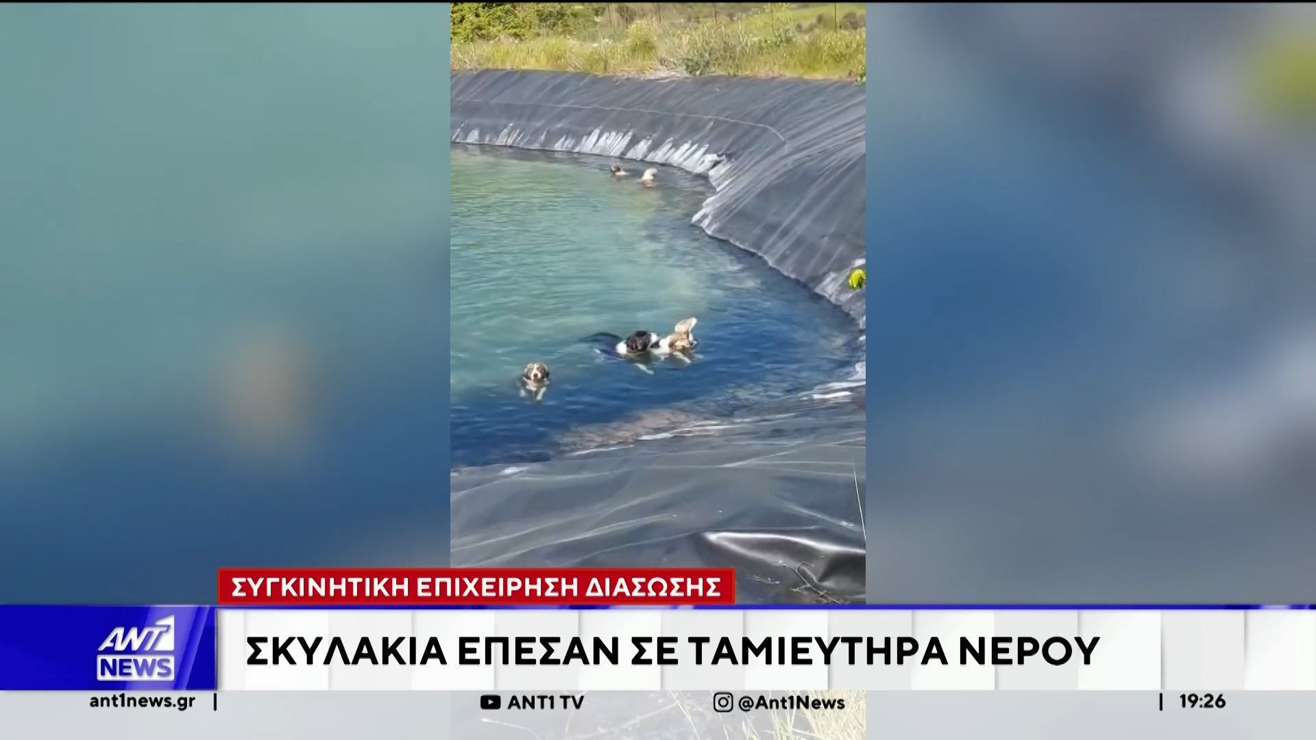 Κατερίνη: Συγκινητική επιχείρηση διάσωσης έξι σκύλων που εγκλωβίστηκαν σε ταμιευτήρα άρδευσης