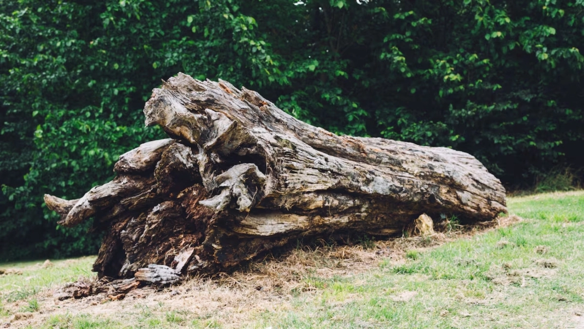 Γαλλία: Καθώς σκάλιζε έναν κορμό δέντρου… βρήκε χάλκινο κύλινδρο του 17ου αιώνα – Τι περιέχει;