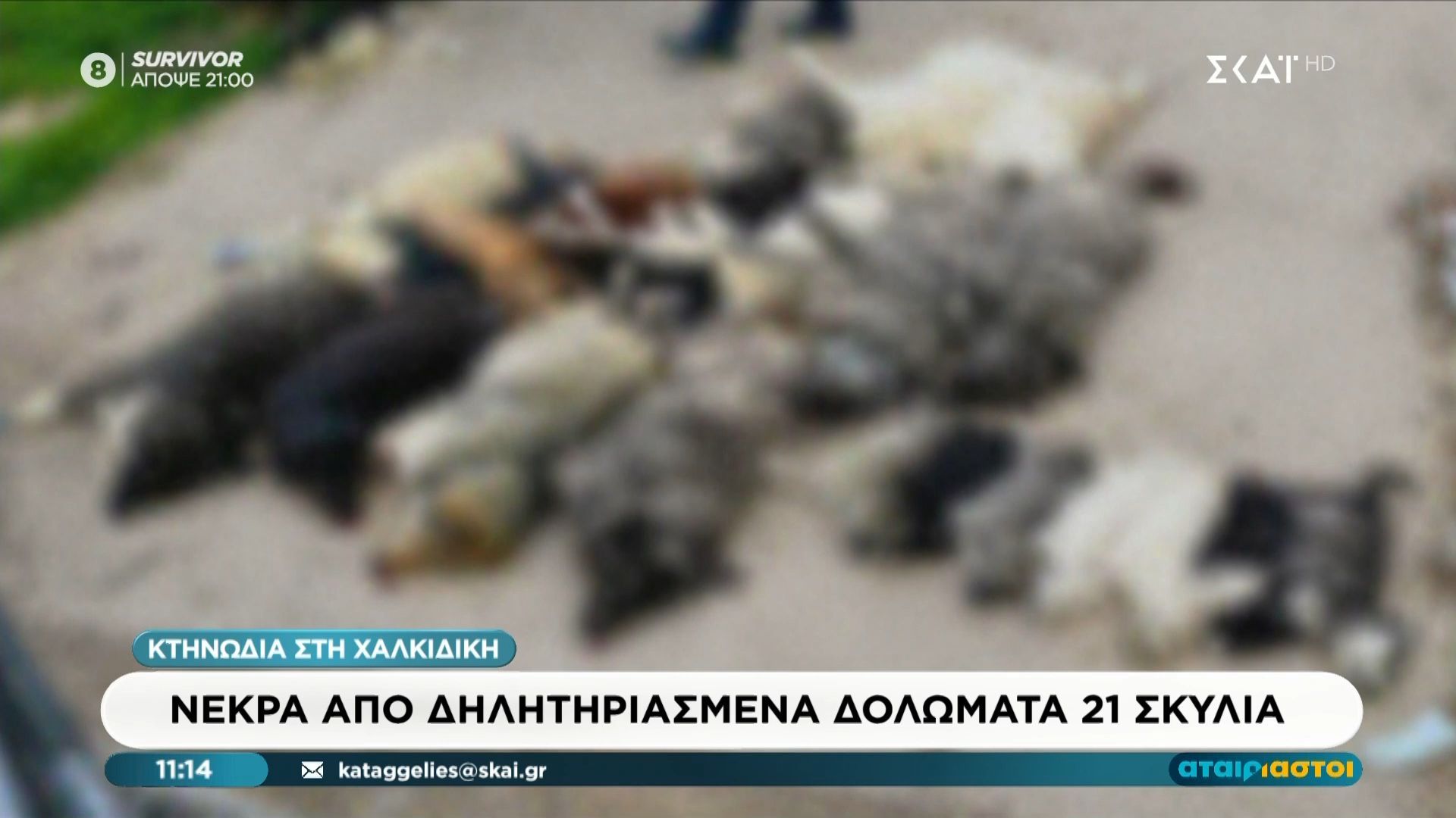 Κτηνωδία στη Χαλκιδική: Νεκρά από δηλητηριασμένα δολώματα 21 σκυλιά