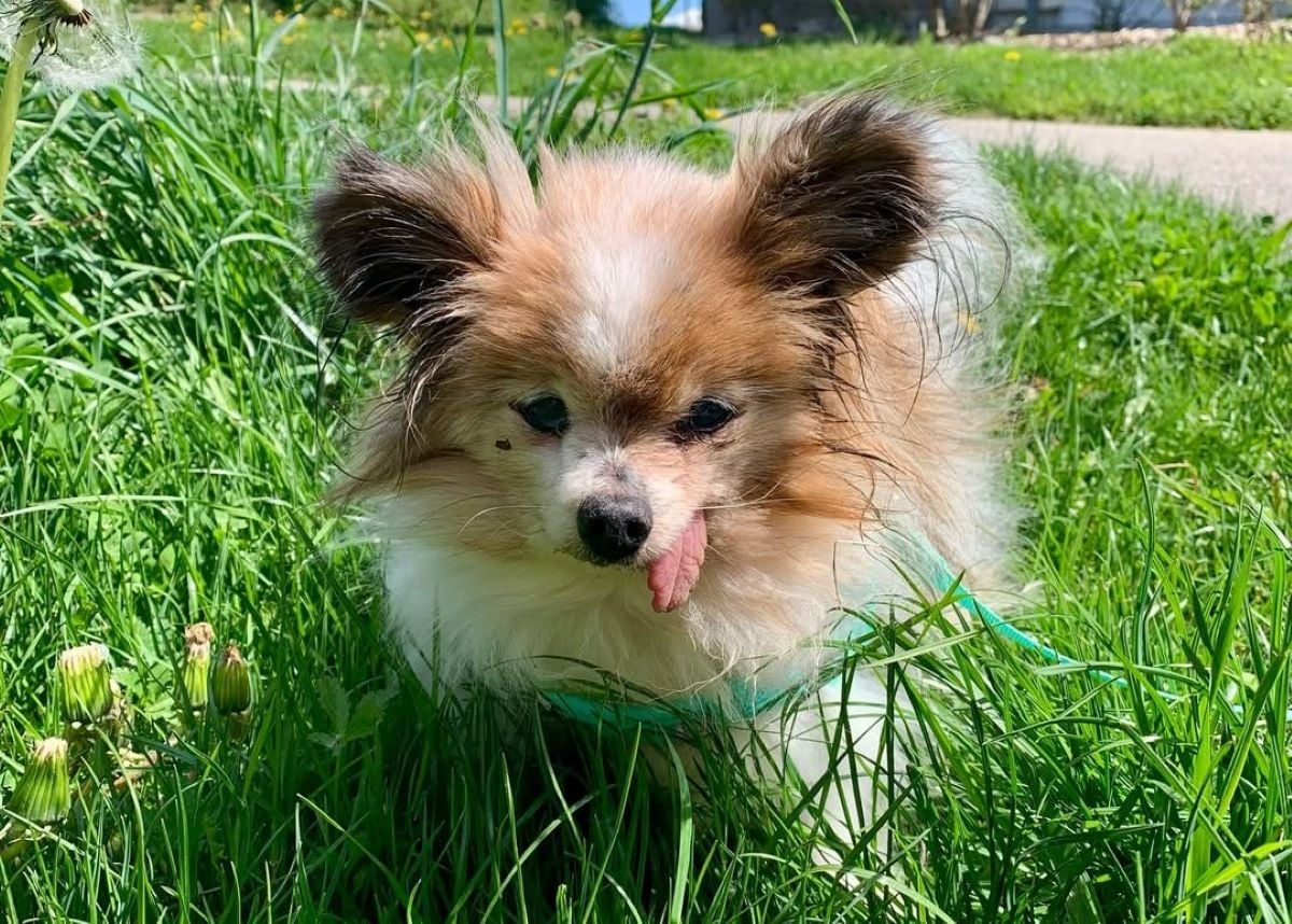 Ρεκόρ Γκίνες: Ο «Λάζαρος» γιορτάζει τα 30 και διεκδικεί τον τίτλο του πιο ηλικιωμένου σκύλου