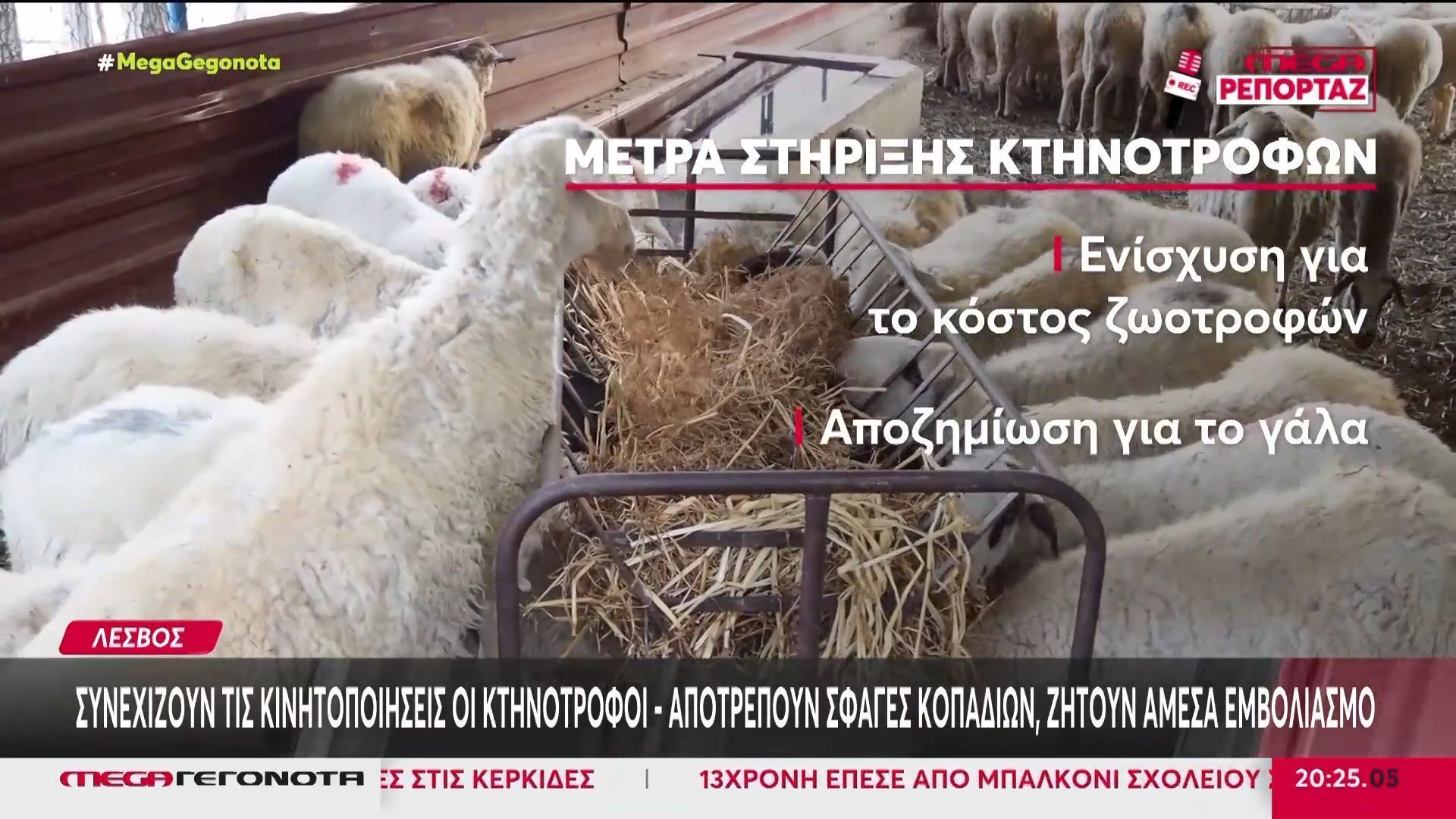Λέσβος: Συνεχίζονται οι κινητοποιήσεις των κτηνοτρόφων – Ορατές οι ελλείψεις στο νησί