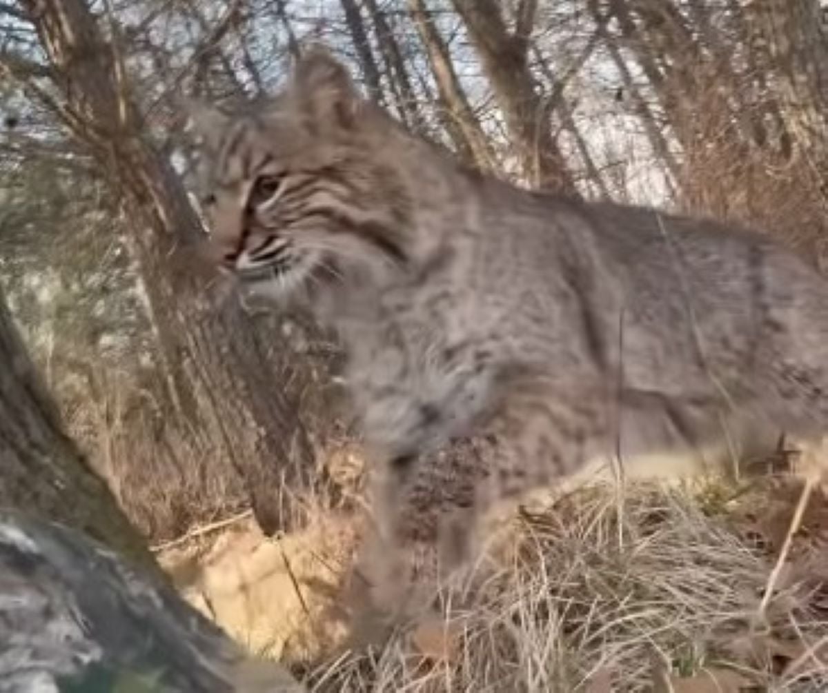 ΗΠΑ: Λύγκας επιτέθηκε σε κυνηγό που παραμόνευε γαλοπούλες στο Ουισκόνσιν – ΒΙΝΤΕΟ