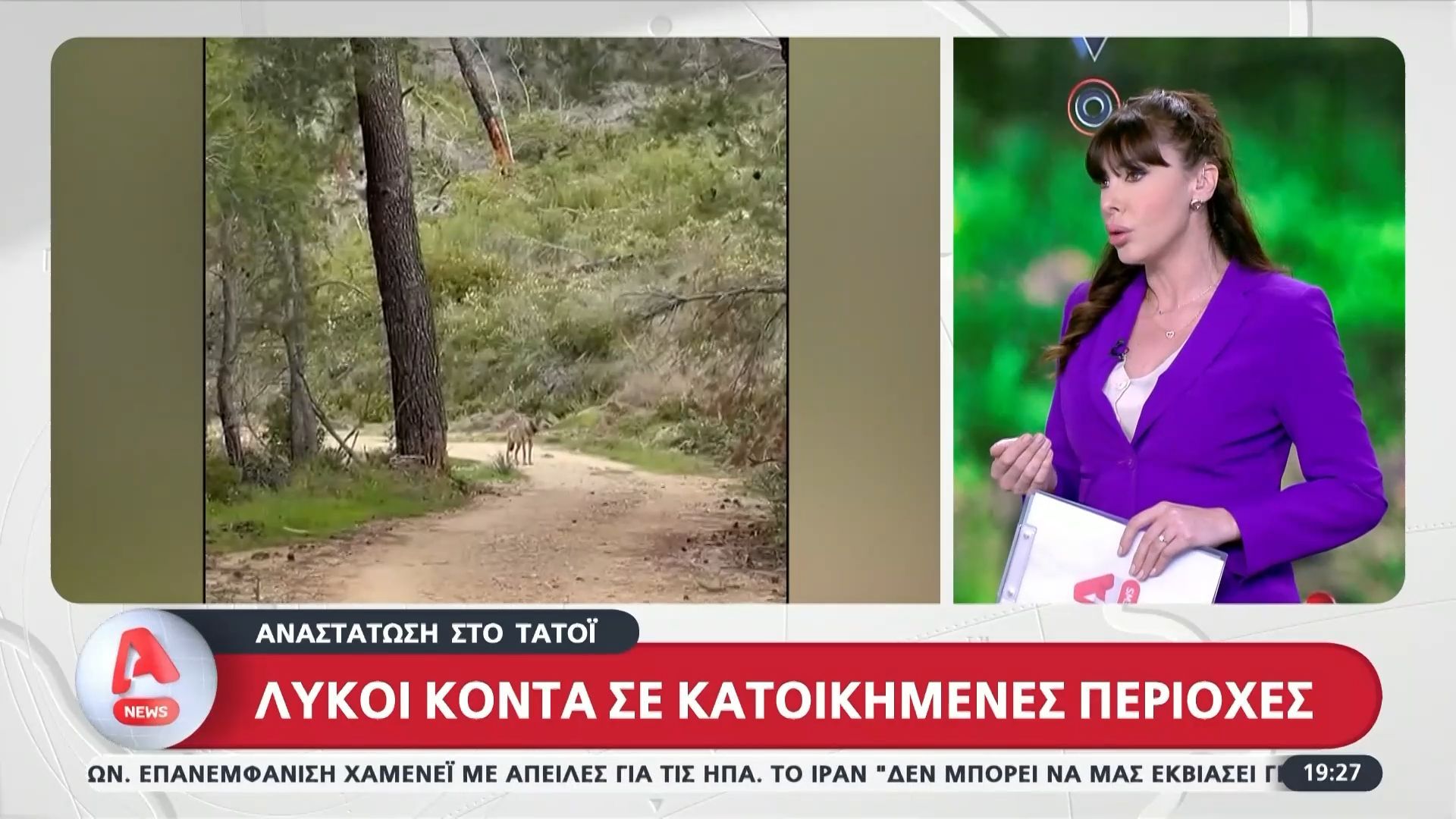 Λύκος εμφανίστηκε στο Τατόι – Το ζώο φοράει κολάρο στο λαιμό του