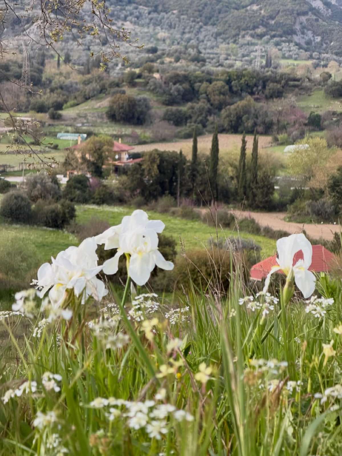 Η Ζέτα Μακρυπούλια αποκάλυψε τον τόπο καταγωγής της με μια υπέροχη φωτογραφία 13 Ζέτα Μακρυπούλια