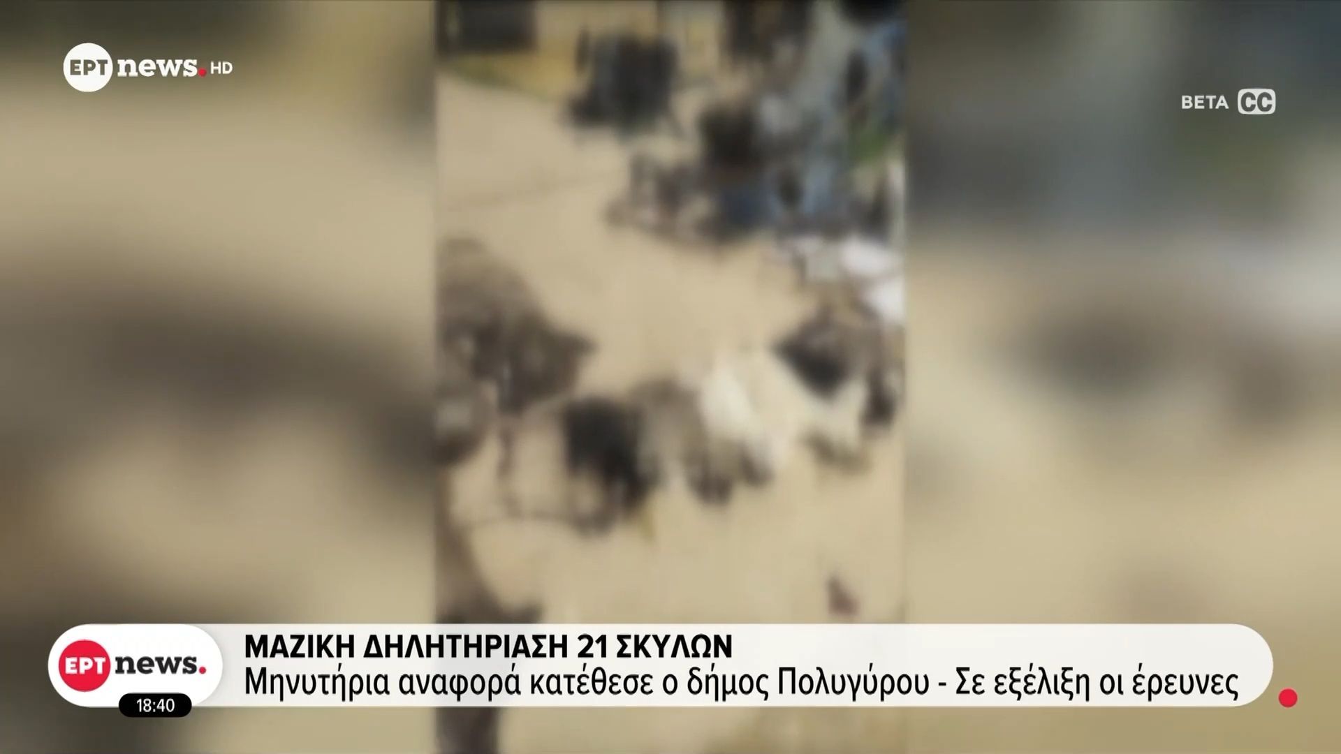 Μαζική δηλητηρίαση 21 σκύλων: Μηνυτήρια αναφορά κατέθεσε ο δήμος Πολυγύρου – Σε εξέλιξη οι έρευνες